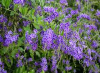 Duranta Repens